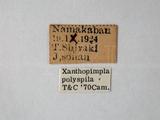 學名:Xanthopimpla polyspila Cameron, 1907