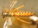 學名:Xanthopimpla stemmator (Thunberg, 1822)訂正前拉丁舊學名:Ichneumon stemmator (Thunberg, 1822)訂正後拉丁新學名:Xanthopimpla stemmator (Thunberg, 1822)