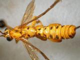 學名:Xanthopimpla stemmator (Thunberg, 1822)訂正前拉丁舊學名:Ichneumon stemmator (Thunberg, 1822)訂正後拉丁新學名:Xanthopimpla stemmator (Thunberg, 1822)