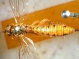 學名:Xanthopimpla stemmator (Thunberg, 1822)訂正前拉丁舊學名:Ichneumon stemmator (Thunberg, 1822)訂正後拉丁新學名:Xanthopimpla stemmator (Thunberg, 1822)