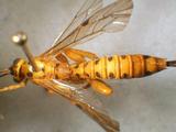 學名:Xanthopimpla stemmator (Thunberg, 1822)訂正前拉丁舊學名:Ichneumon stemmator (Thunberg, 1822)訂正後拉丁新學名:Xanthopimpla stemmator (Thunberg, 1822)