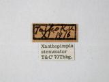 學名:Xanthopimpla stemmator (Thunberg, 1822)訂正前拉丁舊學名:Ichneumon stemmator (Thunberg, 1822)訂正後拉丁新學名:Xanthopimpla stemmator (Thunberg, 1822)