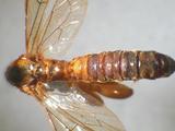 學名:Xanthopimpla appendicularis (Cameron, 1899)訂正前拉丁舊學名:Pimpla appendicularis (Cameron, 1899)訂正後拉丁新學名:Xanthopimpla appendicularis (Cameron, 1899)