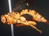 ǦW:Xanthopimpla elegans insulana Krieger, 1914