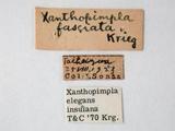 學名:Xanthopimpla elegans insulana Krieger, 1914訂正前拉丁舊學名:Xanthopimpla elegans (Vollenhoven, 1879)訂正後拉丁新學名:Xanthopimpla elegans insulana Krieger, 1914