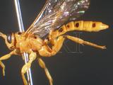 ǦW:Xanthopimpla punctata (Fabricius,1781)