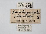 學名:Xanthopimpla punctata (Fabricius,1781)