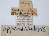 學名:Xanthopimpla appendicularis appendicularis Cameron, 1899