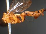 ǦW:Xanthopimpla elegans apicipennis (Cameron, 1899)