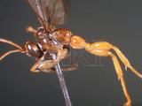 ǦW:Xanthopimpla flavolineata Cameron, 1907