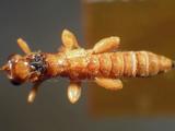 學名:Xanthopimpla flavolineata Cameron, 1907訂正前拉丁舊學名:Xanthopimpla emaculata (Szeligeti, 1908)訂正後拉丁新學名:Xanthopimpla flavolineata Cameron, 1907