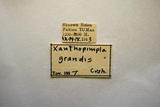 學名:Xanthopimpla konowi Krieger, 1899拉丁同物異名:Xanthopimpla grandis Cushman, 1925