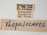 學名:Xanthopimpla rhopaloceros Krieger, 1915
