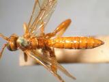 學名:Theronia atalantae (Poda, 1761)訂正前拉丁舊學名:Ichneumon atalantae Poda, 1761訂正後拉丁新學名:Theronia atalantae (Poda, 1761)