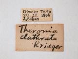 學名:Theronia clathrata Krieger, 1899