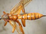 學名:Neotheronia lineata (Fabricius, 1804)拉丁同物異名:Theronia consimilis (Cresson, 1865)