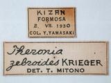 學名:Nomosphecia zebroides (Krieger, 1906)拉丁同物異名:Theronia zebroides (Krieger, 1906)