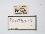 學名:Perithous scurra (Panzer, 1804)訂正前拉丁舊學名:Pimpla mediator Fabricius, 1804訂正後拉丁新學名:Perithous scurra (Panzer, 1804)