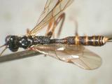 學名:Diacritus aciculatus (Vollenhoven, 1878)訂正前拉丁舊學名:Phidias aciculatus Vollenhoven, 1879訂正後拉丁新學名:Diacritus aciculatus (Vollenhoven, 1878)