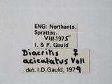 學名:Diacritus aciculatus (Vollenhoven, 1878)訂正前拉丁舊學名:Phidias aciculatus Vollenhoven, 1879訂正後拉丁新學名:Diacritus aciculatus (Vollenhoven, 1878)