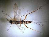 學名:Achorocephalus punctulatus (Cameron, 1899)拉丁同物異名:Eugalta punctulata (Cameron, 1899)