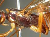 學名:Rhyssa persuasoria (Linnaeus, 1758)訂正前拉丁舊學名:Ichneumon persuasorius Linnaeus, 1758訂正後拉丁新學名:Rhyssa persuasoria (Linnaeus, 1758)