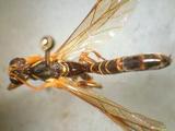 學名:Rhyssa persuasoria (Linnaeus, 1758)訂正前拉丁舊學名:Ichneumon persuasorius Linnaeus, 1758訂正後拉丁新學名:Rhyssa persuasoria (Linnaeus, 1758)