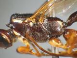 學名:Rhyssa persuasoria (Linnaeus, 1758)訂正前拉丁舊學名:Ichneumon persuasorius Linnaeus, 1758訂正後拉丁新學名:Rhyssa persuasoria (Linnaeus, 1758)