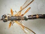 學名:Rhyssa persuasoria (Linnaeus, 1758)訂正前拉丁舊學名:Ichneumon persuasorius Linnaeus, 1758訂正後拉丁新學名:Rhyssa persuasoria (Linnaeus, 1758)