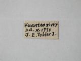 學名:Phytodietus pallipes Kasparyan, 1993
