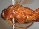 學名:Netelia (Netelia) testacea (Gravenhorst, 1829)訂正前拉丁舊學名:Paniscus testaceus testacea Gravenhorst, 1829訂正後拉丁新學名:Netelia (Netelia) testacea (Gravenhorst, 1829)