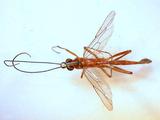 學名:Netelia (Netelia) tinctipennis (Cameron, 1886)訂正前拉丁舊學名:Paniscus tinctipennis Cameron, 1886訂正後拉丁新學名:Netelia (Netelia) tinctipennis (Cameron, 1886)