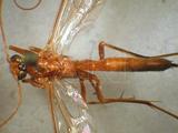 學名:Netelia (Netelia) vinulae (Scopoli, 1763)訂正前拉丁舊學名:Ichneumon vinulae Scopoli, 1763訂正後拉丁新學名:Netelia (Netelia) vinulae (Scopoli, 1763)