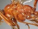 學名:Netelia (Netelia) fuscicornis (Holmgren, 1860)訂正前拉丁舊學名:Paniscus fuscicornis Holmgren, 1860訂正後拉丁新學名:Netelia (Netelia) fuscicornis (Holmgren, 1860)