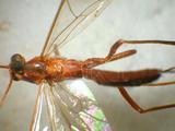 學名:Netelia (Netelia) fuscicornis (Holmgren, 1860)訂正前拉丁舊學名:Paniscus fuscicornis Holmgren, 1860訂正後拉丁新學名:Netelia (Netelia) fuscicornis (Holmgren, 1860)