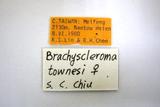 學名:Brachyscleroma townesi Chiu, 1987