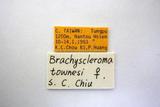 學名:Brachyscleroma townesi Chiu, 1987