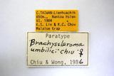 學名:Brachyscleroma umbilici Chiu, 1987