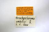 學名:Brachyscleroma umbilici Chiu, 1987