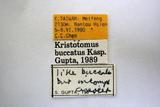 學名:Kristotomus buccatus Kasparyan, 1976