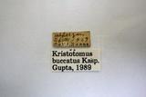 學名:Kristotomus buccatus Kasparyan, 1976