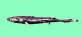 中文名:斯普蘭汀燈籠棘鮫