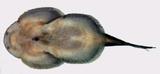 中文名:埔裡中華爬巖鰍