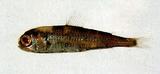 中文名:鈍吻燈籠魚