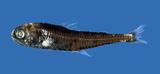 中文名:櫛棘燈籠魚