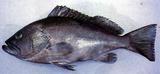 中文名:波紋石斑魚