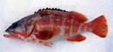 中文名:赤石斑魚
