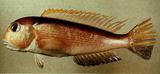 中文名:斑鰭馬頭魚