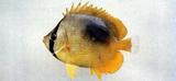 中文名:鏡斑蝴蝶魚