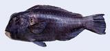 中文名:隆頭鸚哥魚